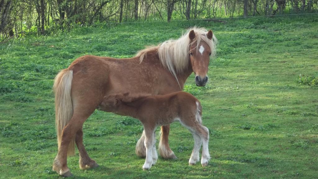 Gite Du Colombier Le Fied Bagian luar foto
