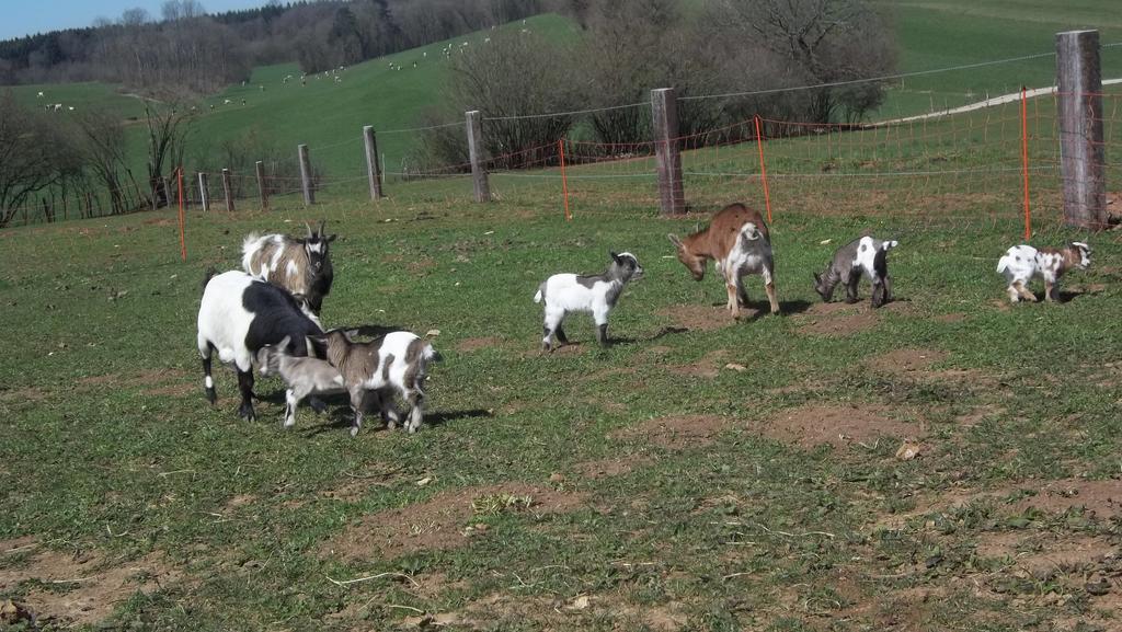 Gite Du Colombier Le Fied Bagian luar foto